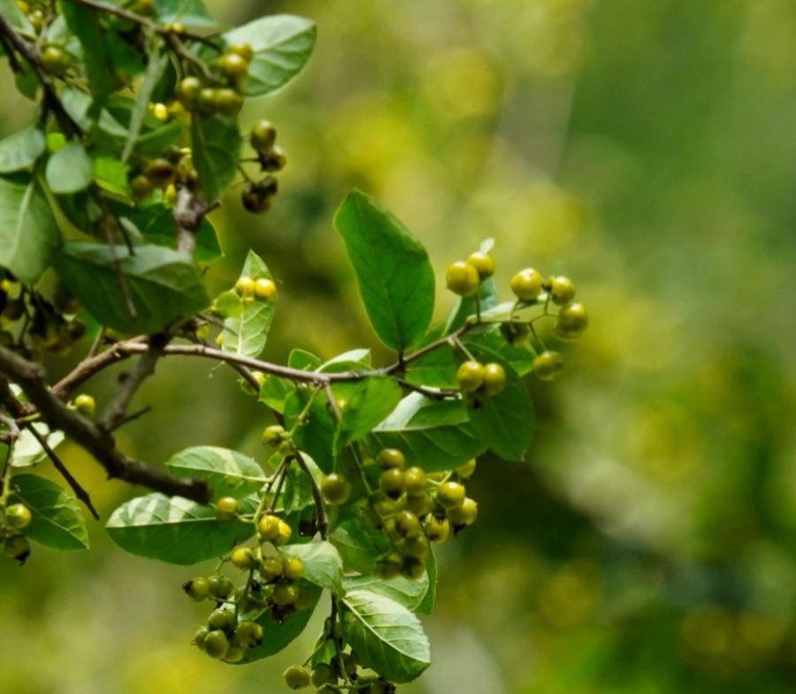 Henna Powder (Lawsonia inermis)